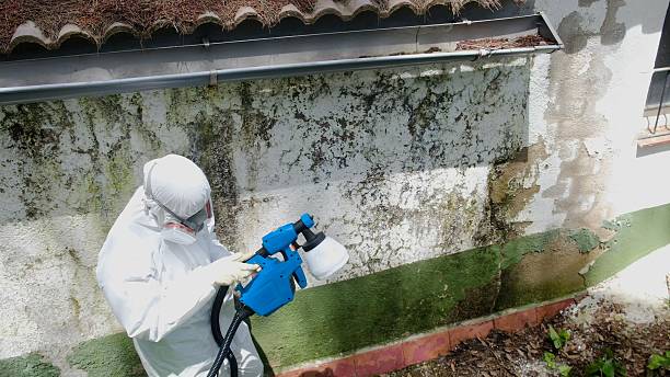 Trusted Mold Removal service in Chesapeake, VA - Cheap Mold Removal